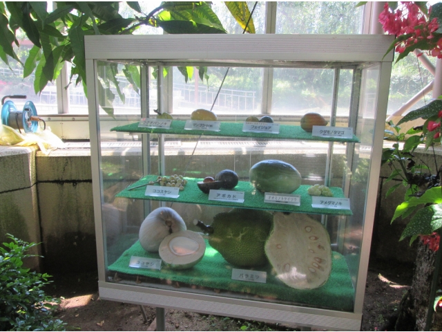 世界の熱帯果樹たち