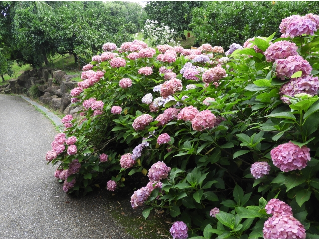 ☆綺麗な紫陽花☆