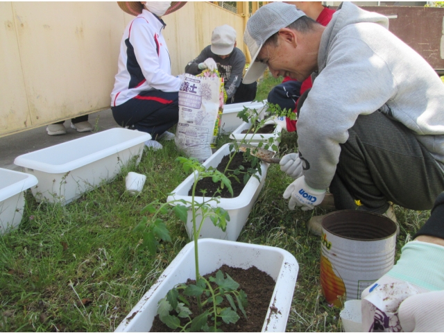 トマトの苗です🍅