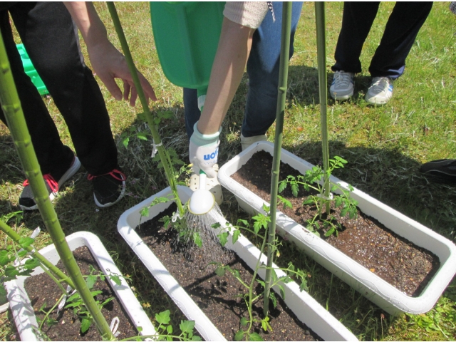 苗を支えれるかな？