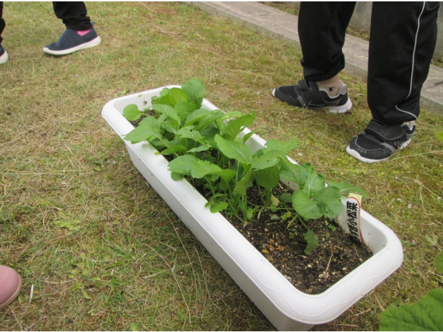 小松菜です(小さめですが)