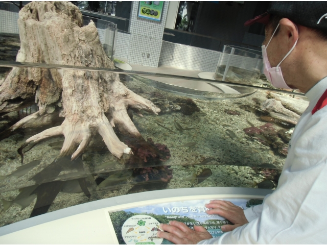 小さい魚がたくさん