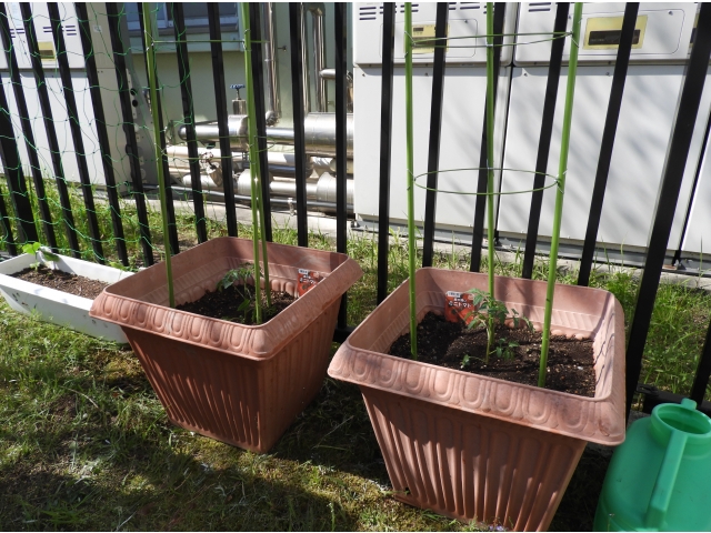 ミニトマトです