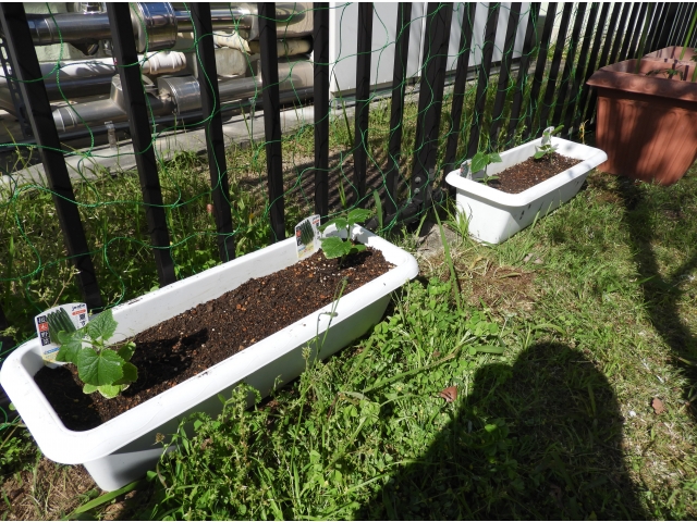 こっちはキュウリ