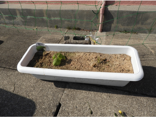 もう限界、早く植え替えて…(ゴーヤさんの声)