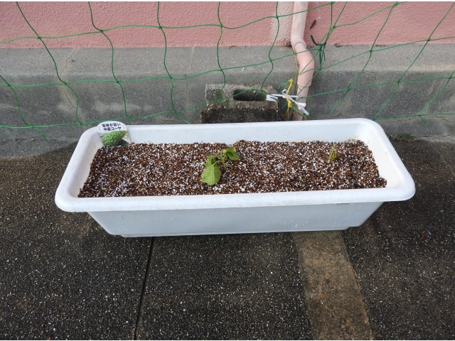 ふかふかの土で気持ちいいです(ゴーヤさんの声)