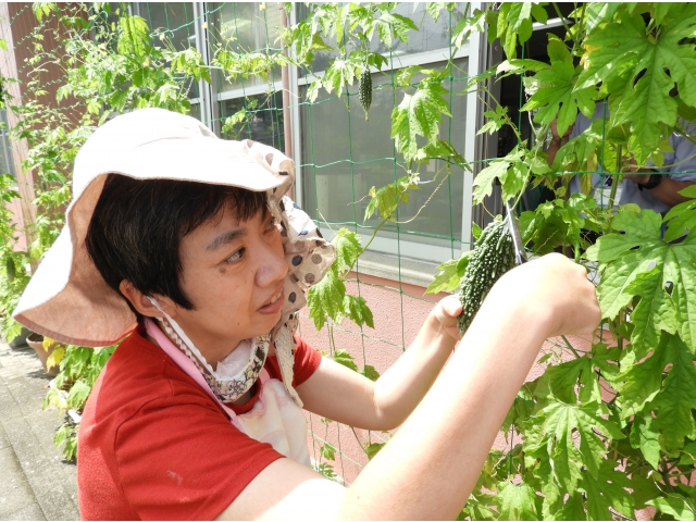 ハサミを使って収穫です