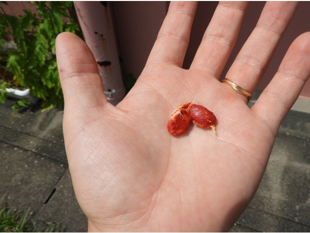 採れたてのゴーヤの種