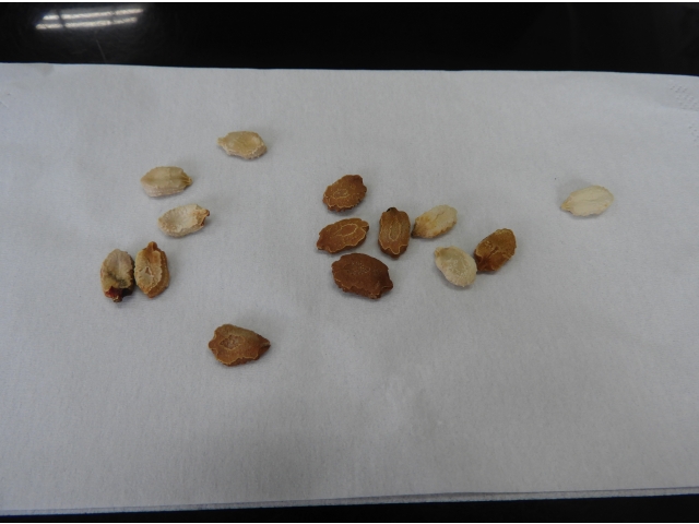 洗って乾かすとこんな感じ