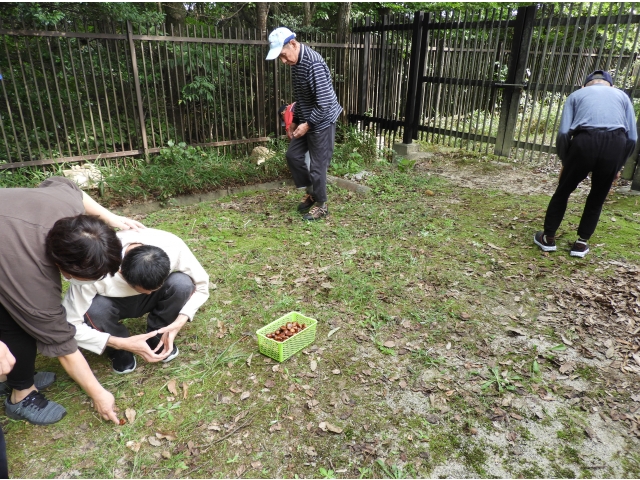 栗拾いの始まりだ