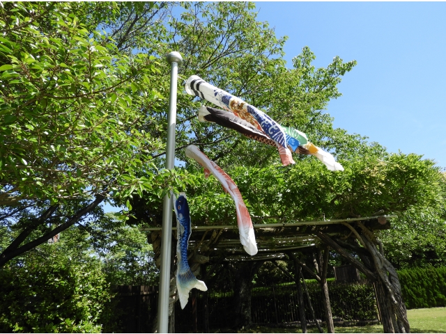 藤川専用鯉のぼり？！