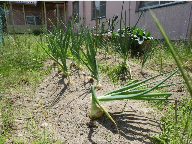玉ねぎの葉が倒れて収穫のサイン！？