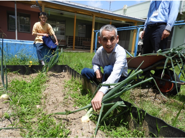 玉ねぎが元気に育ったよ