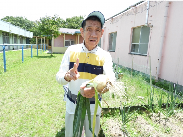 大きな玉ねぎが採れたよ