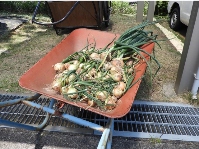 今回の収穫量です