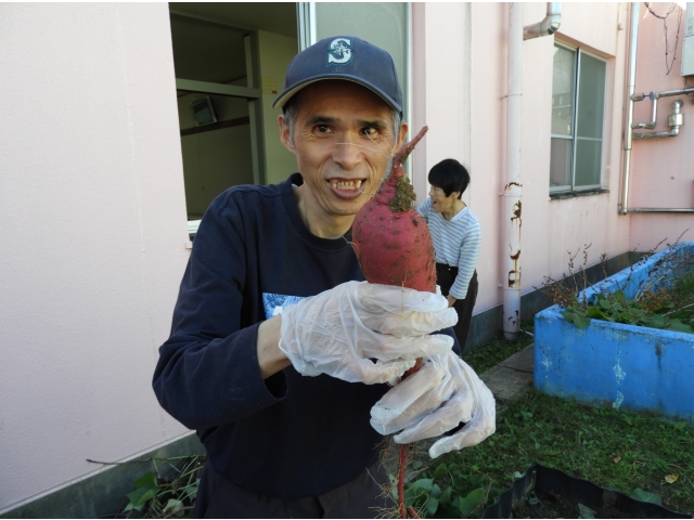 大きなさつまいもが採れたよ①