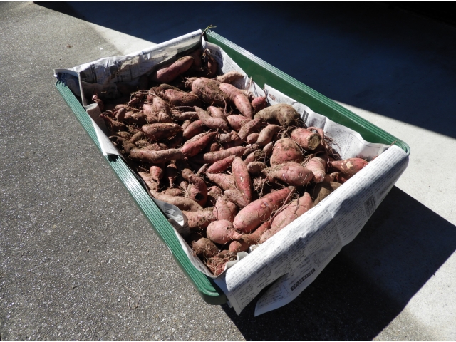 しばらく寝かせて熟成します