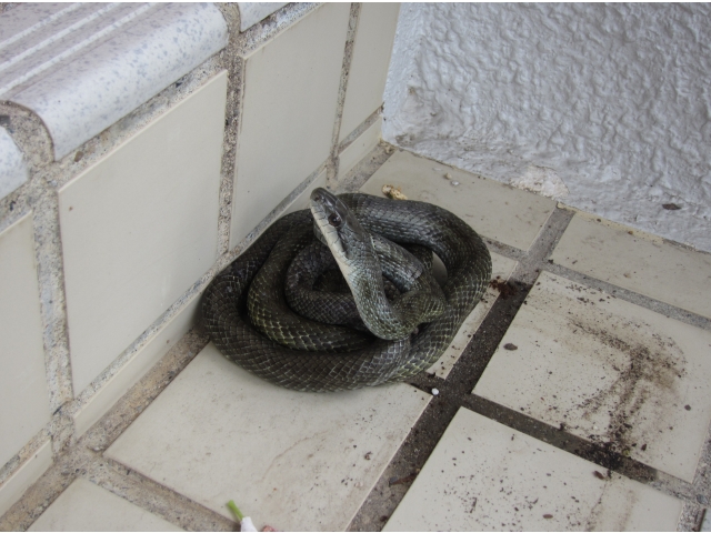 捕獲されたヘビ