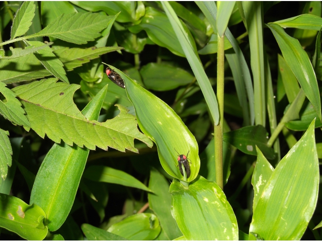 2匹のホタルが近づいています