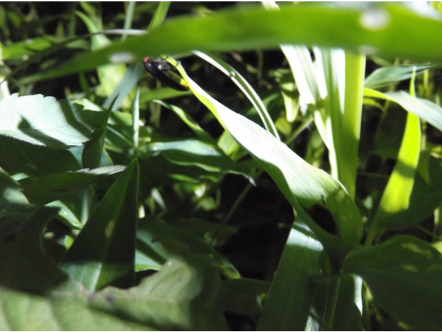 カップル成立!!