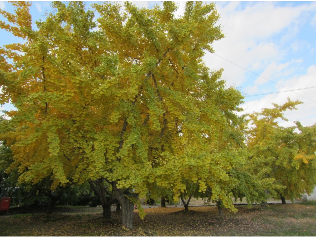 山崎周辺散策。黄世界を堪能しました。