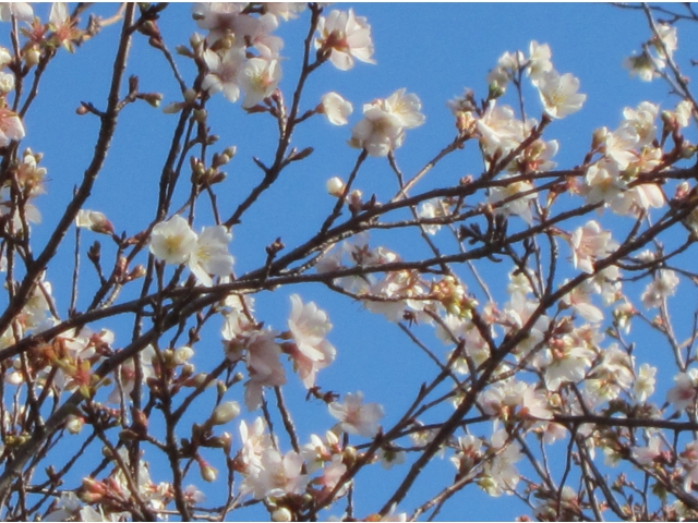 四季桜。花は白に近い淡紅色です。