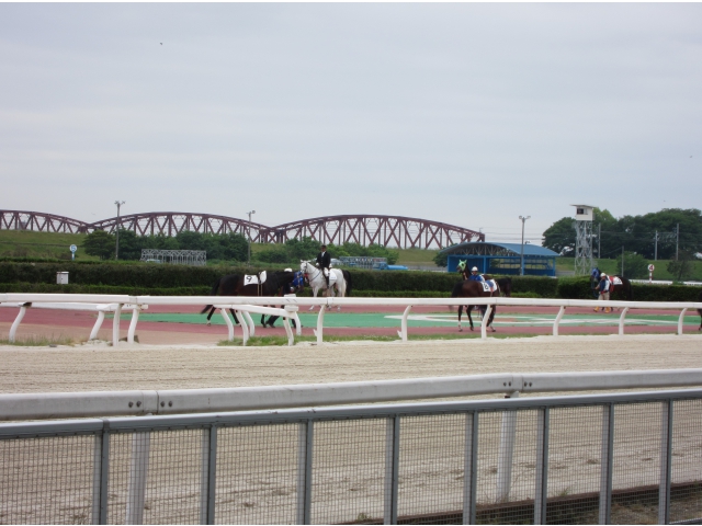 間近に見るサラブレッドは迫力満点!!