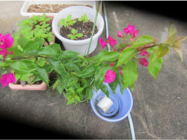 テラスの観葉植物