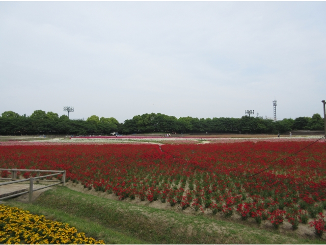 一面に広がるお花畑