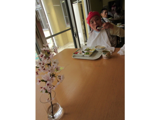 「桜がとてもきれいです。」