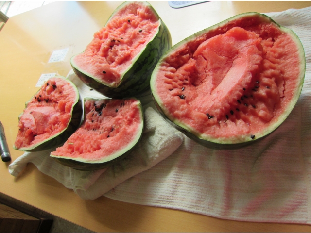 きれいに割れました～