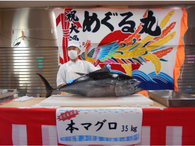 35キログラム本マグロです