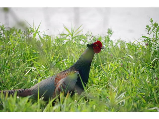 アップの撮影に成功しました