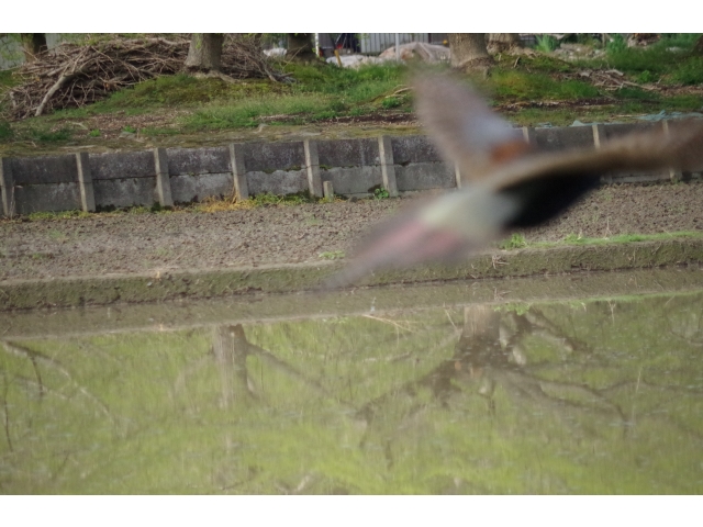 近づいたら急に飛び立ちました。