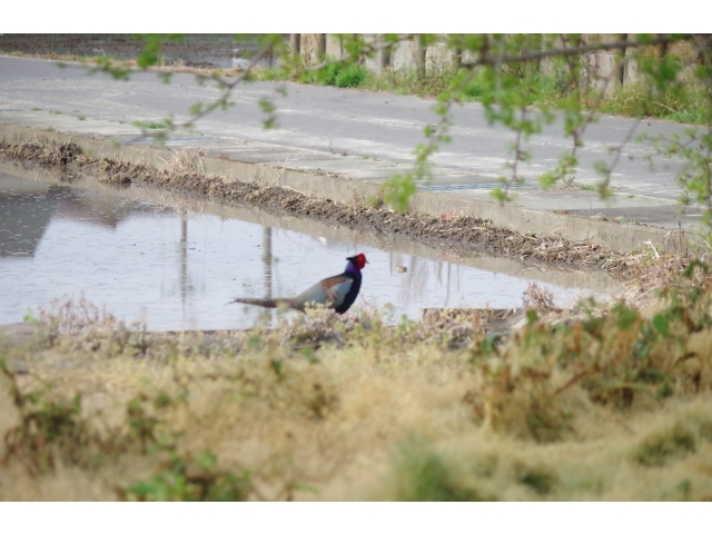 再び田んぼで発見！！