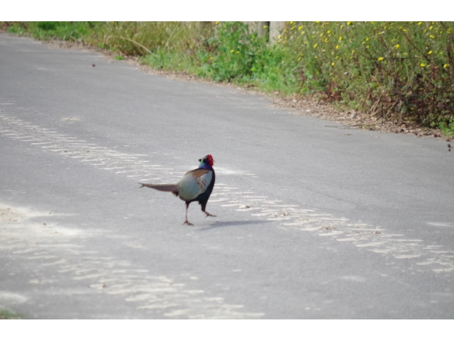 道路を横断していました