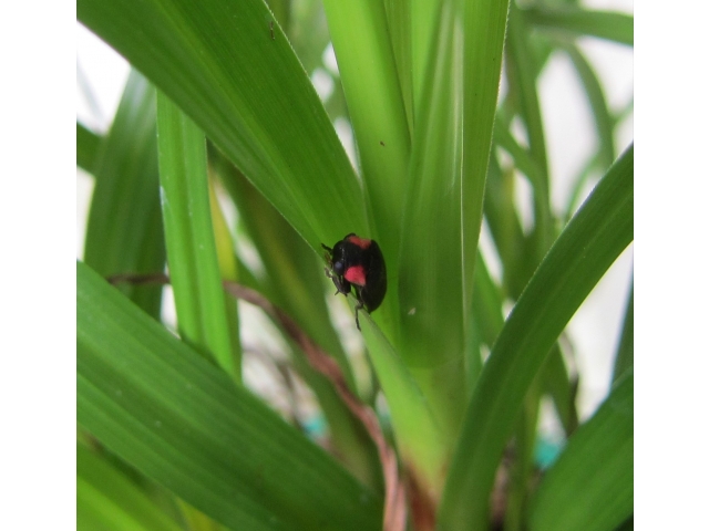 ヘイケボタル成虫第１号