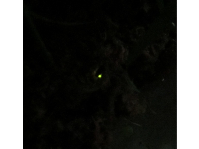 ２０時頃から光っています☆彡