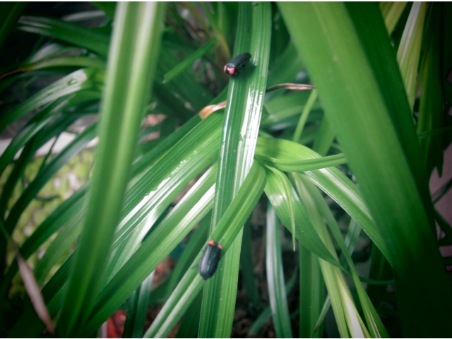 ヘイケボタル2匹確認！