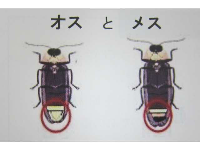 オスとメスの見分け方