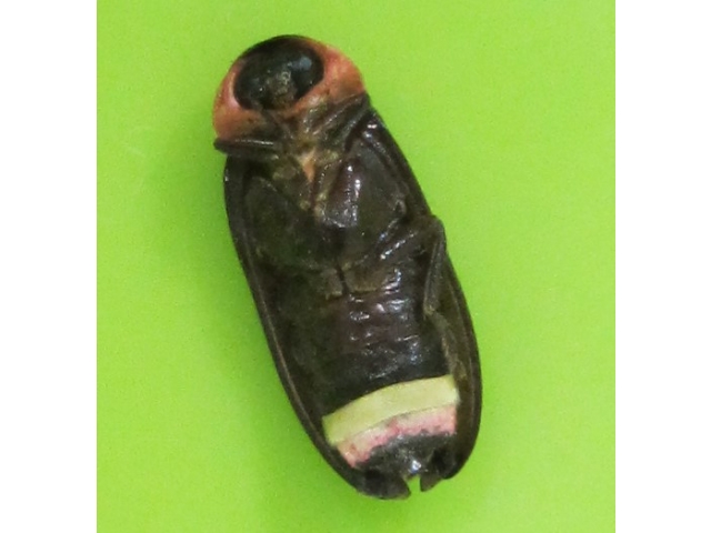 これはメス！
いきものがかりの教材です。