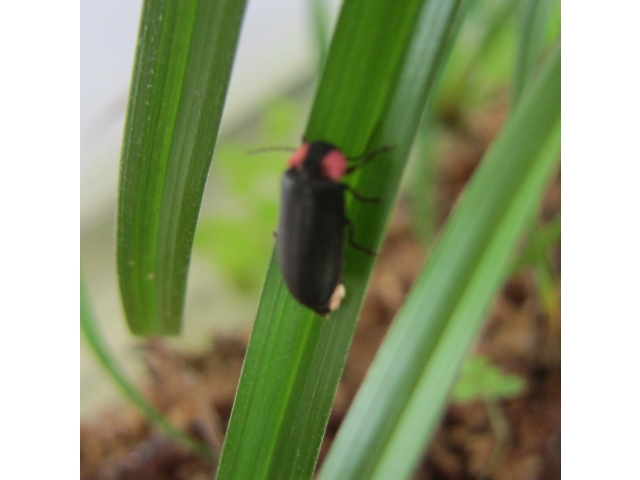 第３号（♂）
発光器の部分が２節