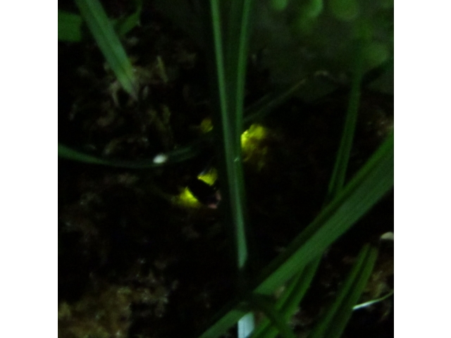 命のバトンが
繋がりますように