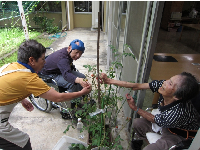 ミニトマト収穫中