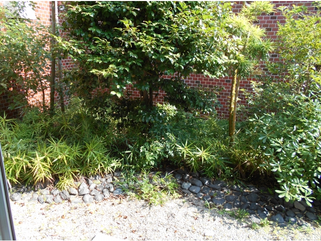 ビフォー！！
さあ、今から手入れします