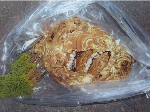 駆除直後。
マーブル柄の外壁