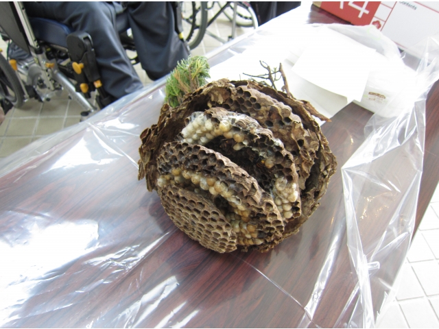 いよいよ解体＆観察！