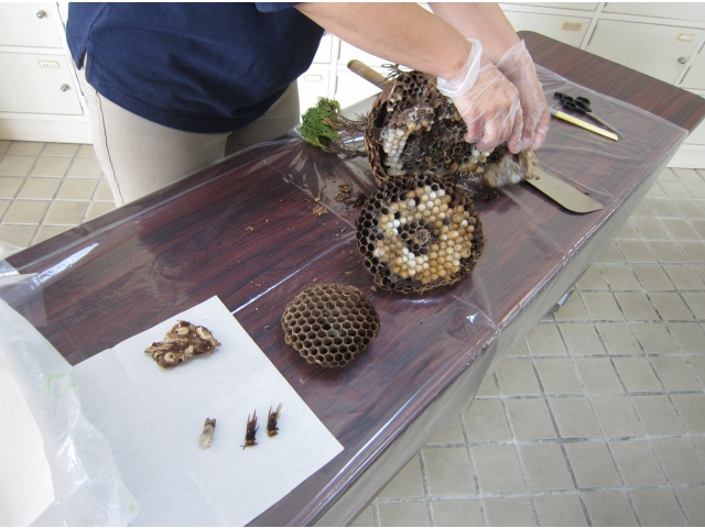 巣盤に繭がぎっしり！
中には・・・