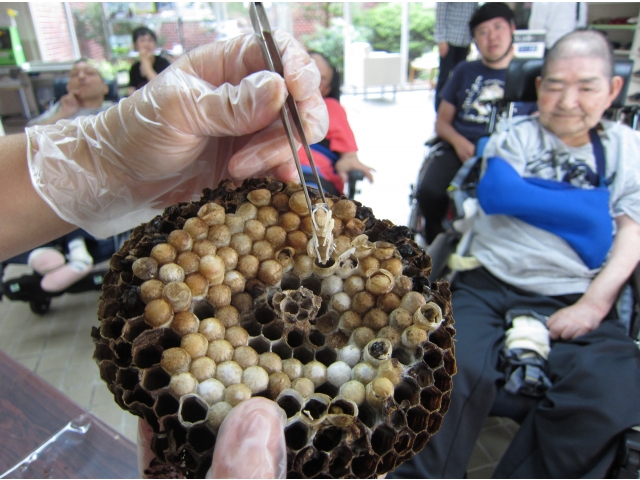 Σ(ﾟ∀ﾟﾉ)ﾉｷｬｰ！
蛹が出現！！
