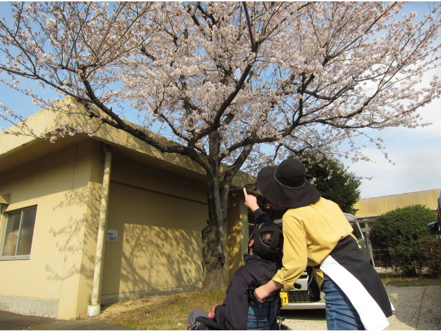 施設敷地内の
桜も満開です！